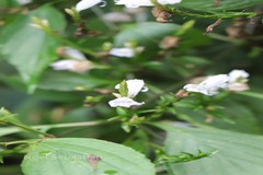 Stenosiphonium russelianum